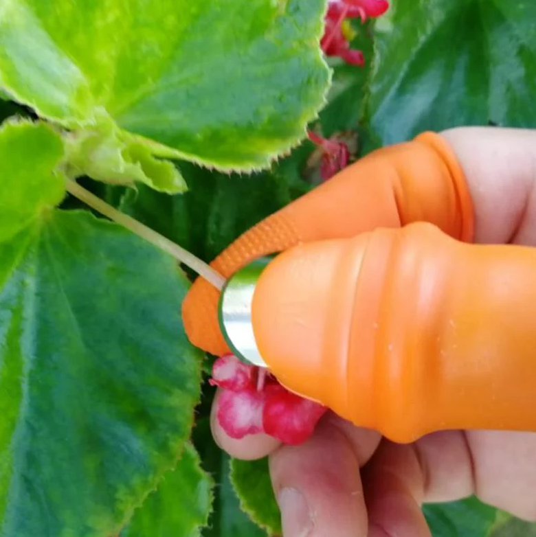 Outdoors and Gardens